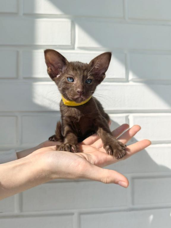 Oriental Shorthair Yellow Collar photo 1