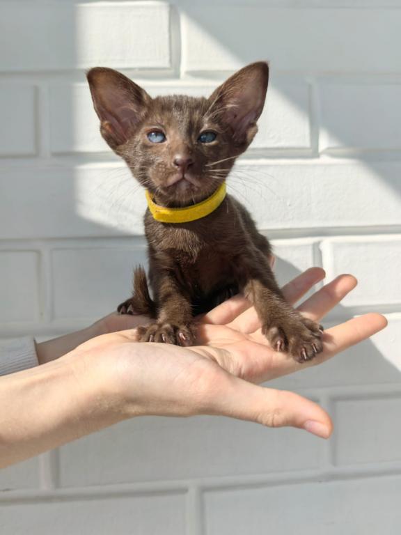 Oriental Shorthair Yellow Collar photo 2