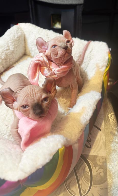 Sphynx Elves photo 3