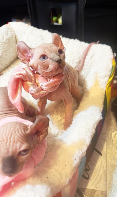 Sphynx Elves photo 5