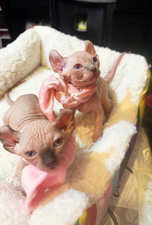 Sphynx Elves photo 4