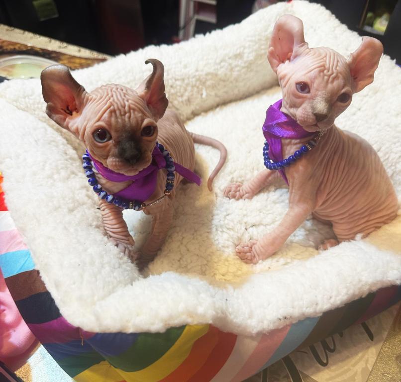 Sphynx Elves photo 7