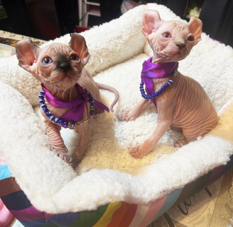 Sphynx Elves photo 8