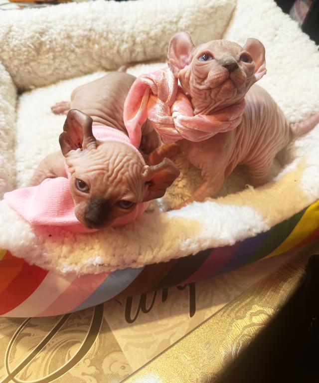 Sphynx Elves photo 2