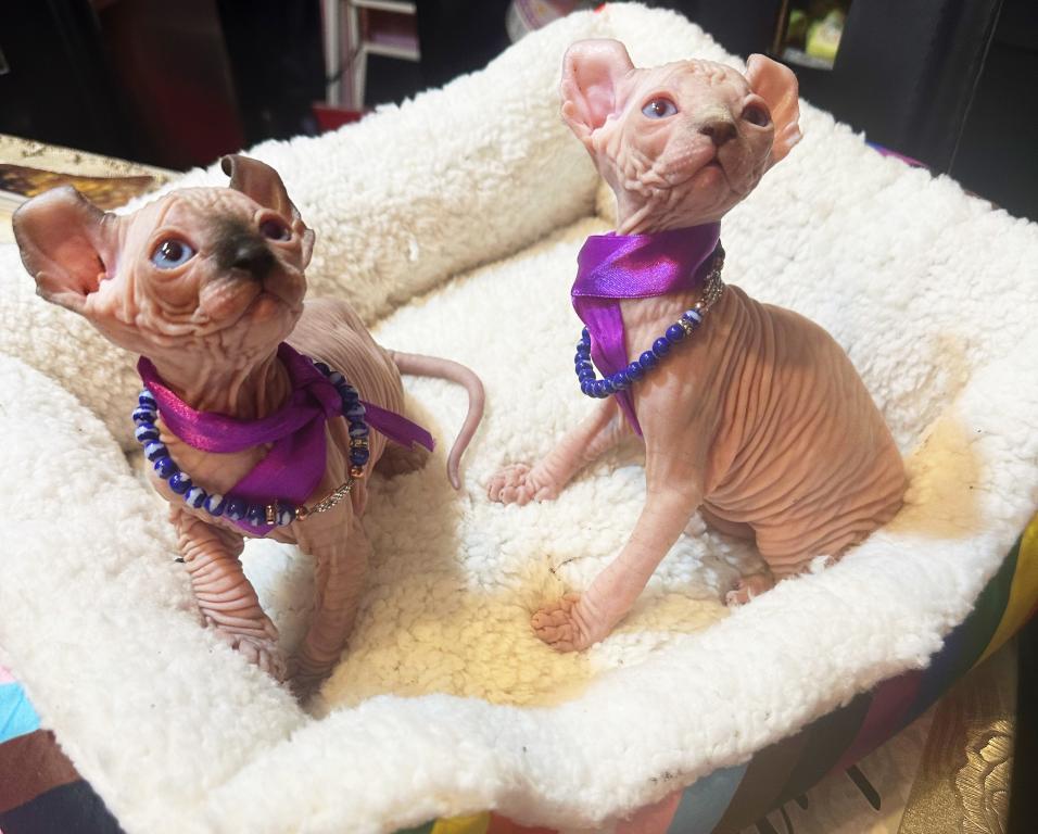 Sphynx Elves photo 6