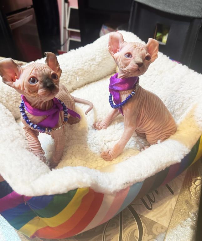 Sphynx Elves photo 1