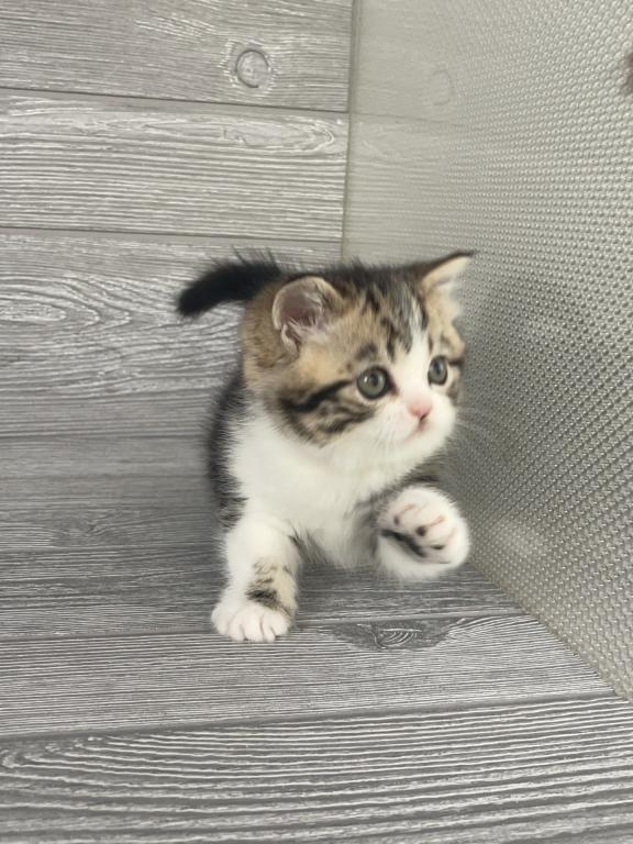 Shakira Elias Cattery photo 9