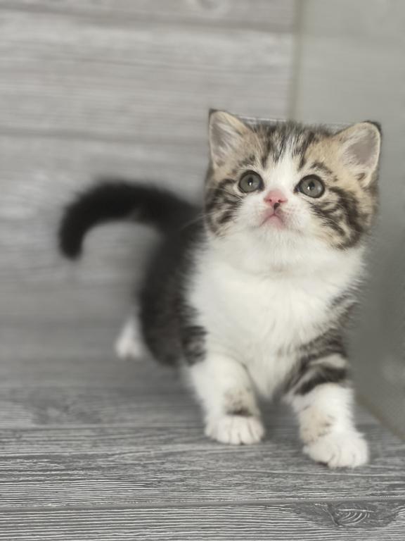 Shakira Elias Cattery photo 15