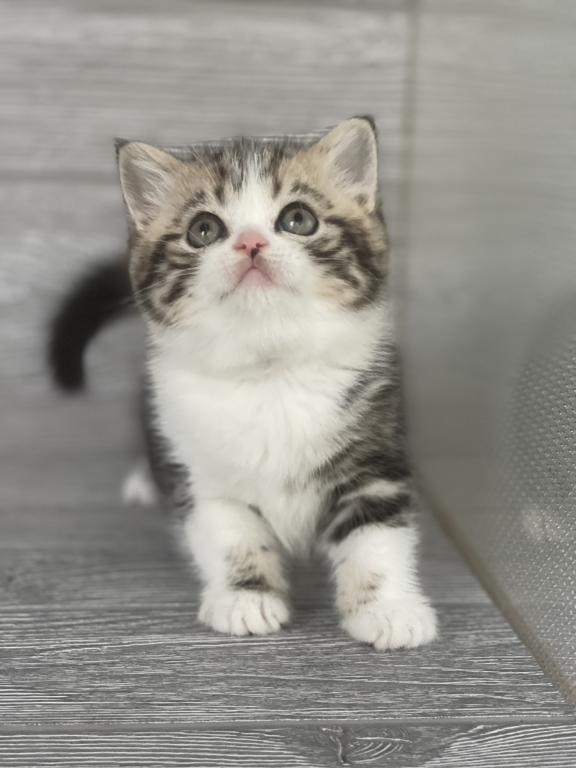 Shakira Elias Cattery photo 13