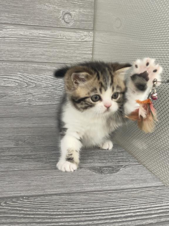 Shakira Elias Cattery photo 10
