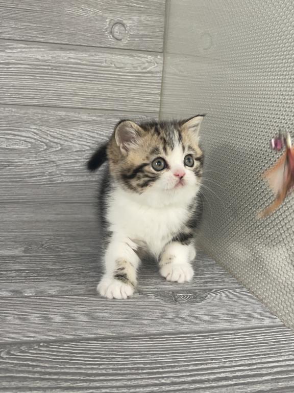 Shakira Elias Cattery photo 8