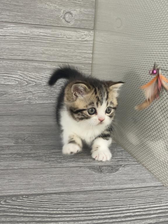 Shakira Elias Cattery photo 1