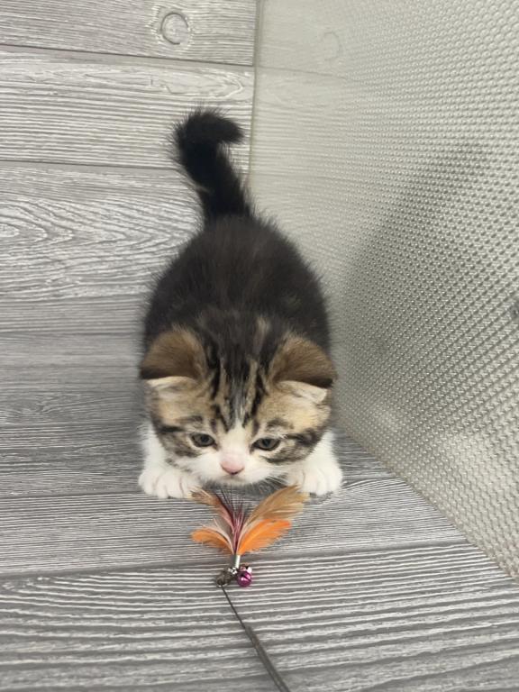 Shakira Elias Cattery photo 12