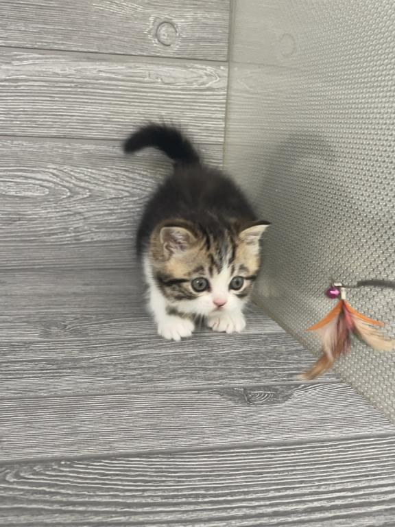 Shakira Elias Cattery photo 7
