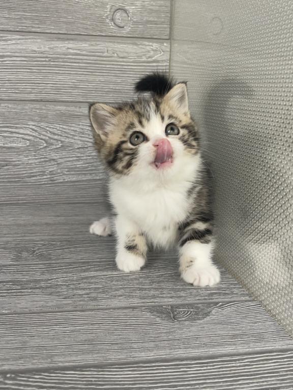 Shakira Elias Cattery photo 5