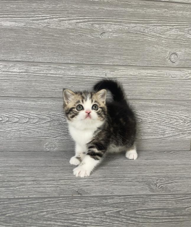 Shakira Elias Cattery photo 3