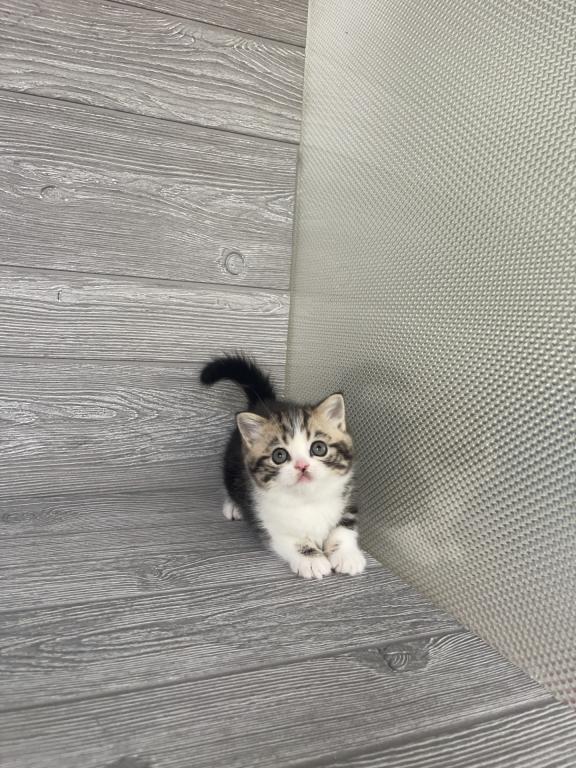 Shakira Elias Cattery photo 2
