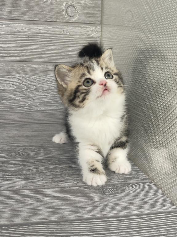 Shakira Elias Cattery photo 6
