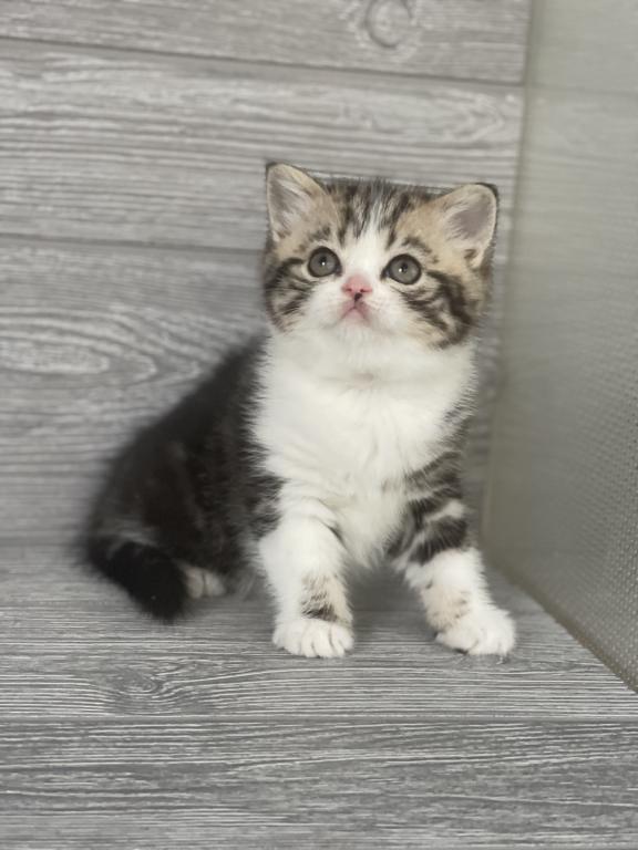 Shakira Elias Cattery photo 14