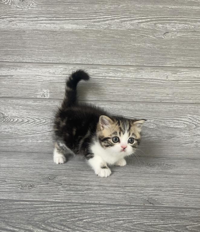 Shakira Elias Cattery photo 4
