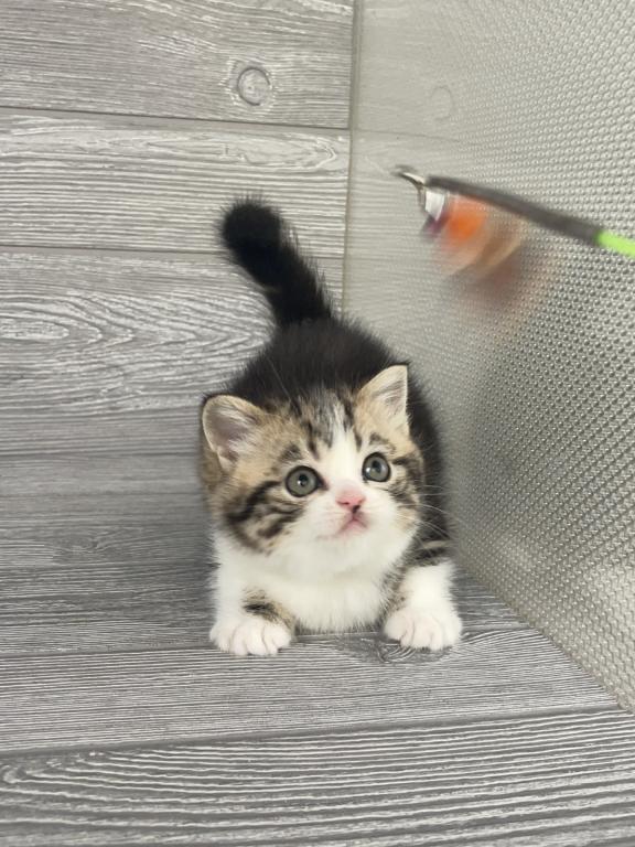 Shakira Elias Cattery photo 11