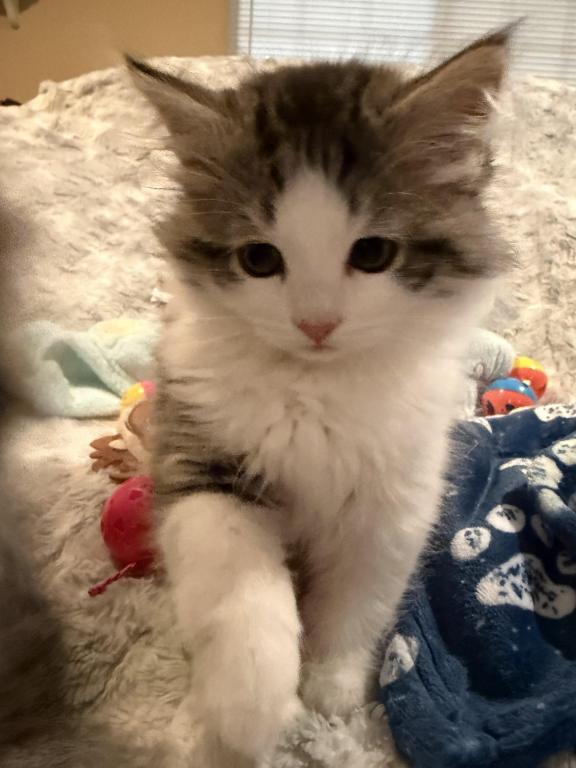 Sushi Of FirCountry Siberians photo 5