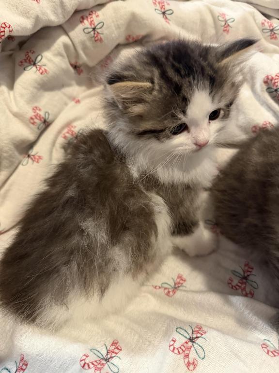 Sushi Of FirCountry Siberians photo 6