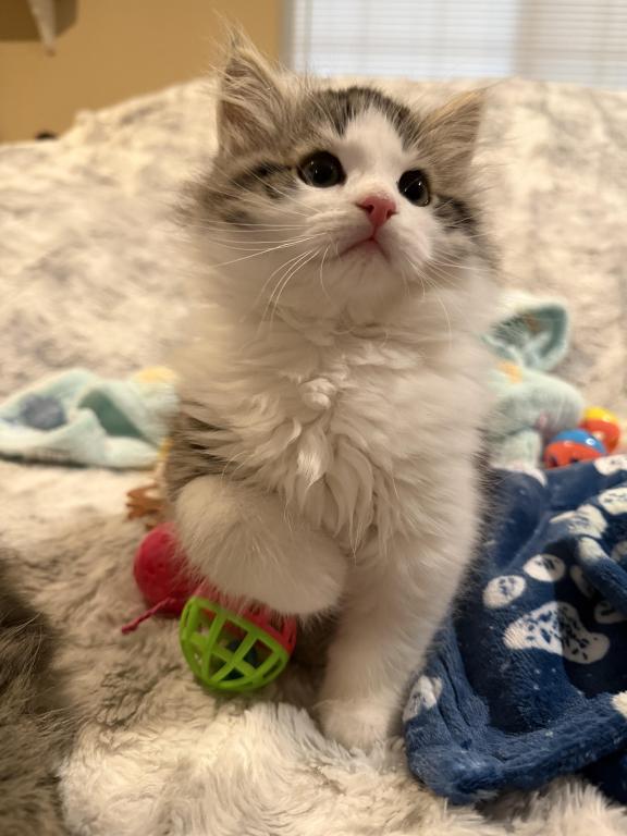 Sushi Of FirCountry Siberians photo 3