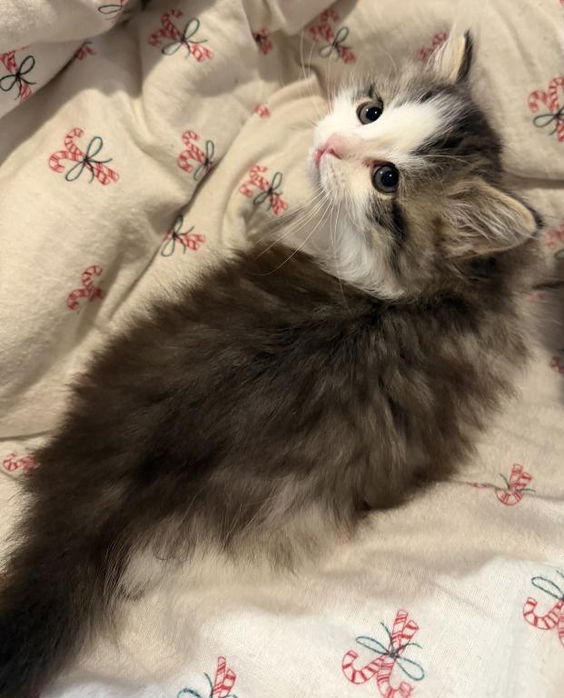 Sushi Of FirCountry Siberians photo 8