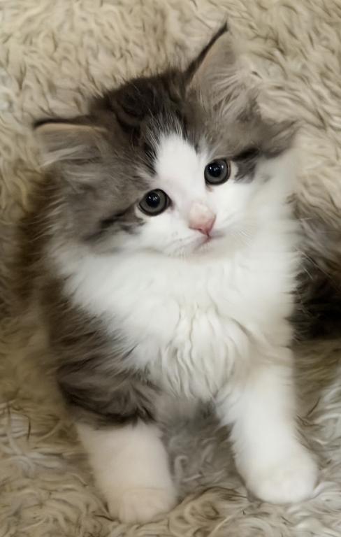 Sushi Of FirCountry Siberians photo 2