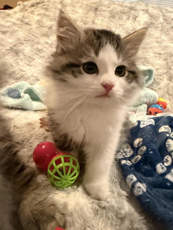 Sushi Of FirCountry Siberians photo 4