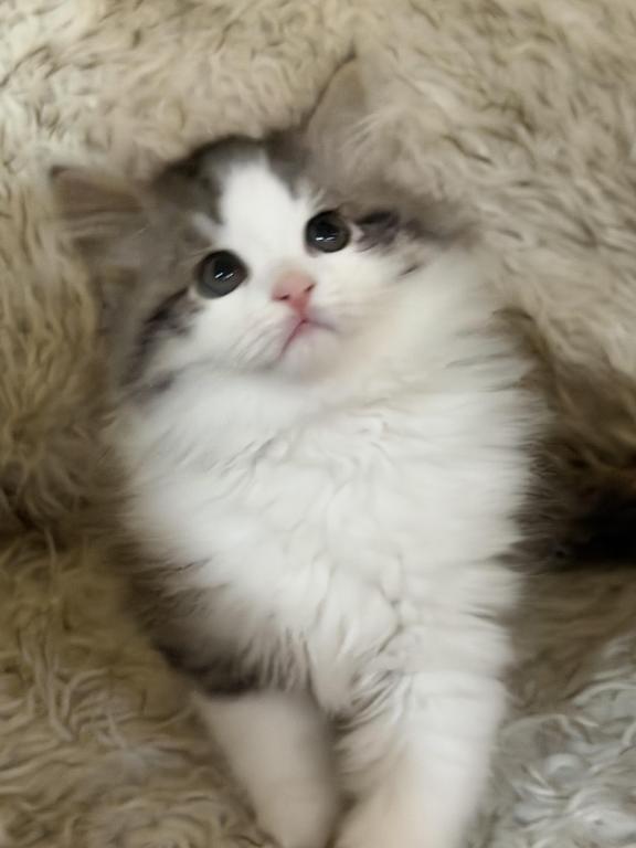 Sushi Of FirCountry Siberians photo 1