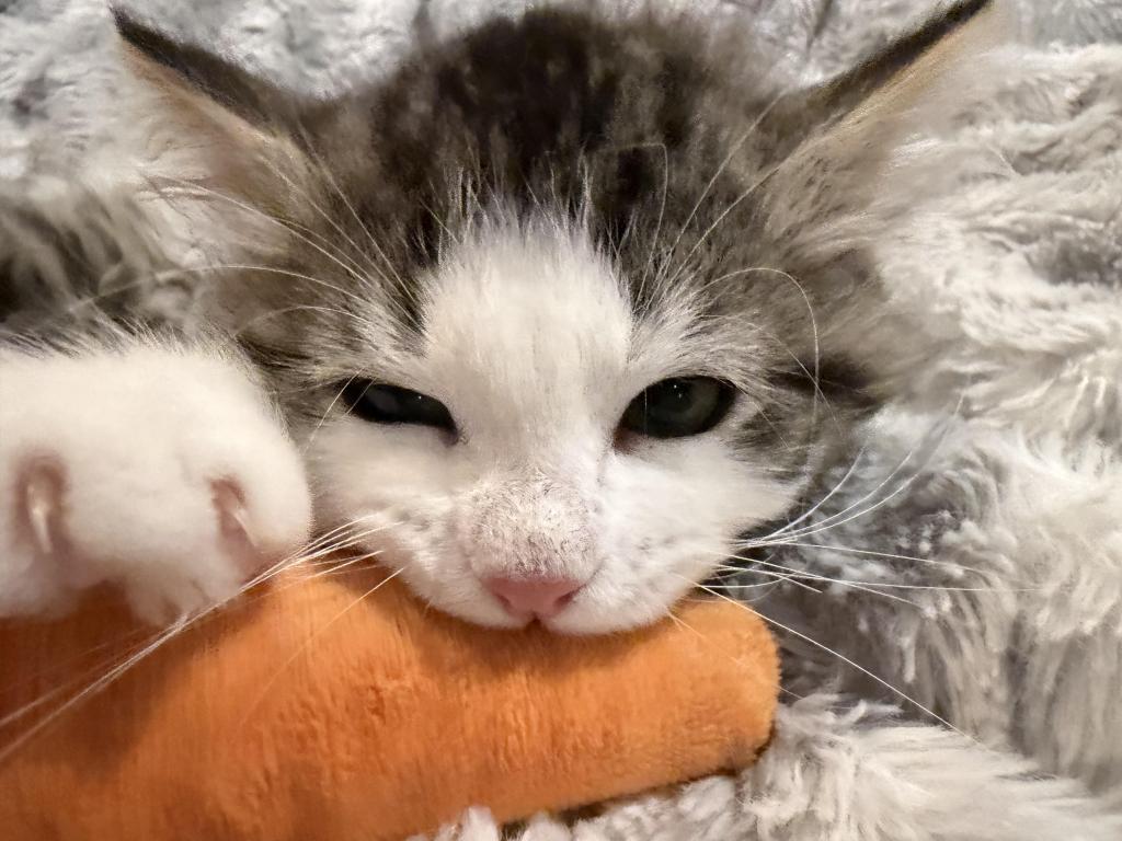 Sushi Of FirCountry Siberians