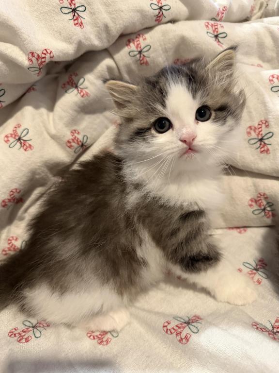 Sushi Of FirCountry Siberians photo 7