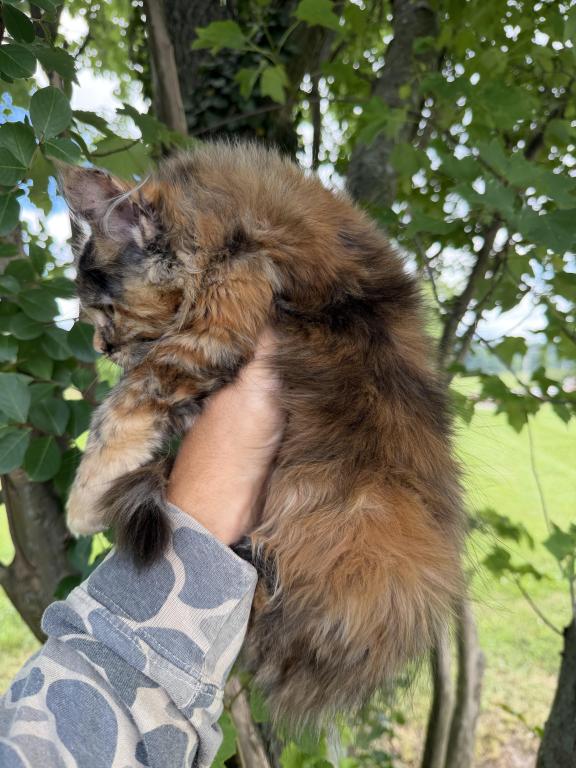 SPLIT FACE XXL TORBIE photo 3