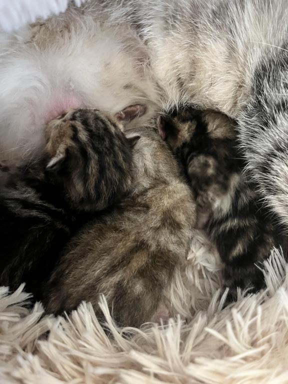 Easter Litter photo 4