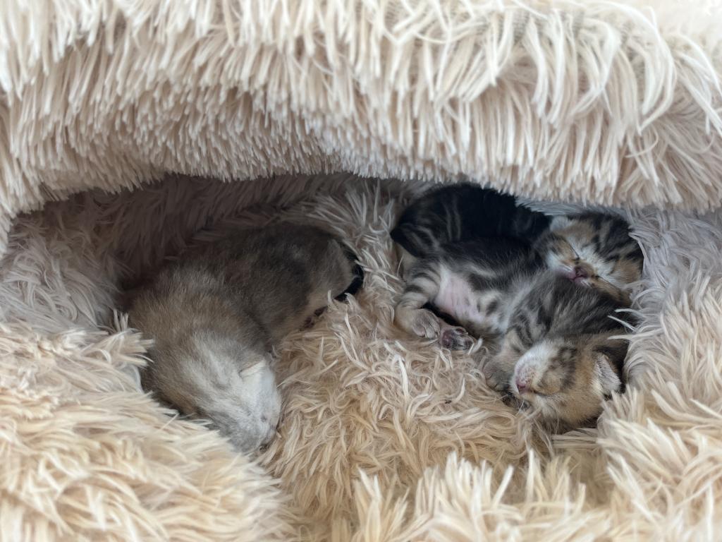 Easter Litter photo 2