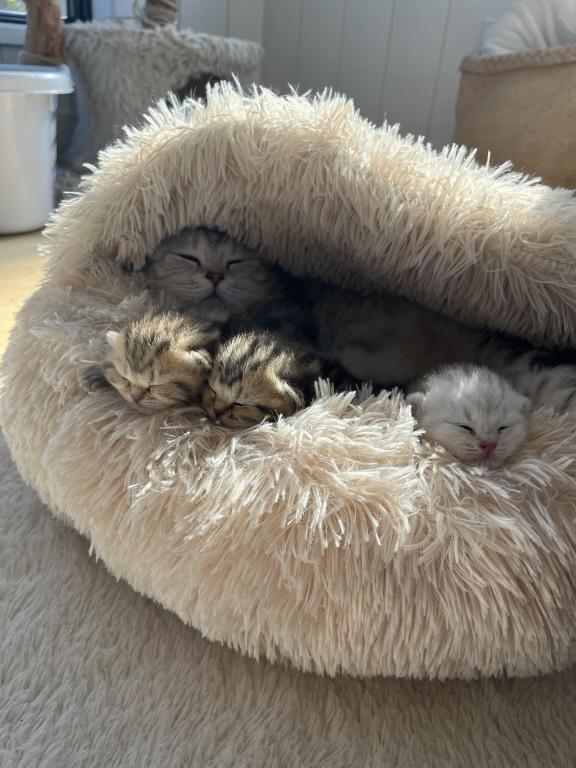 Easter Litter photo 3