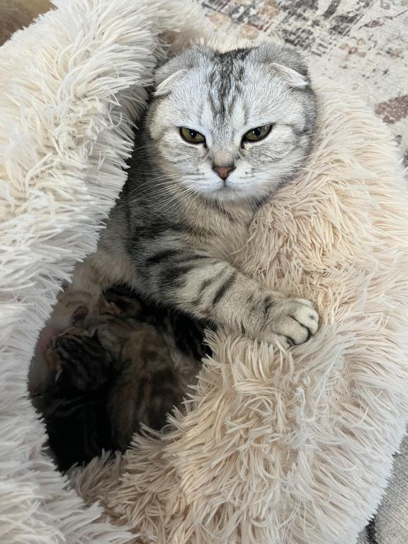 Easter Litter photo 5