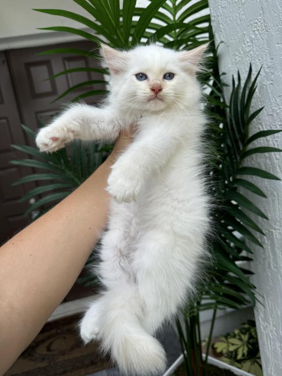 Flame Point Ragdoll Male photo 1