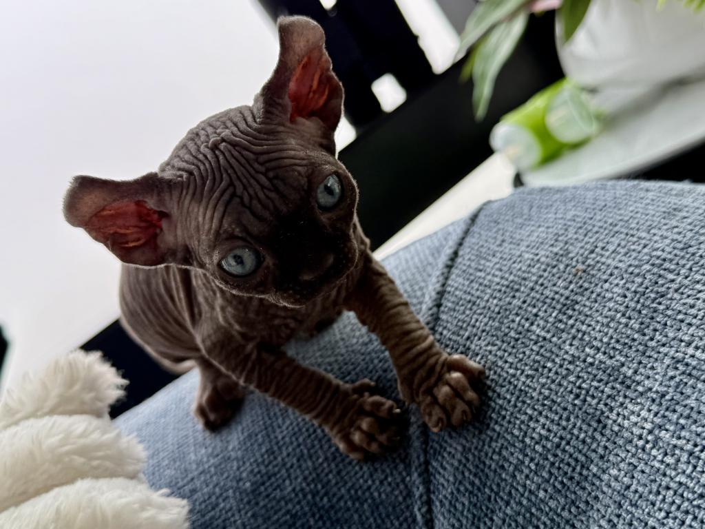 Black Sphynx Boy Purebred Kitten photo 3