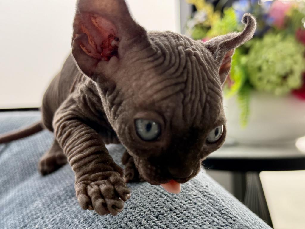 Black Sphynx Boy Purebred Kitten photo 1