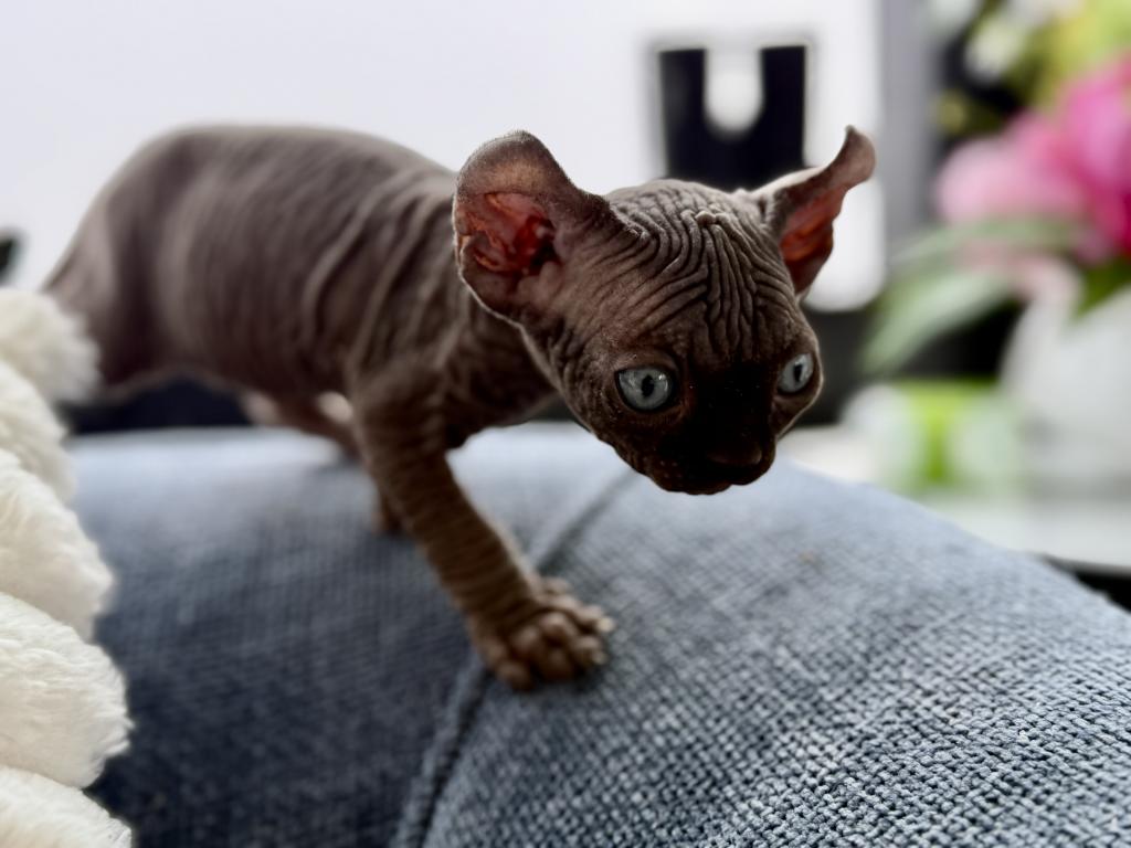 Black Sphynx Boy Purebred Kitten photo 4