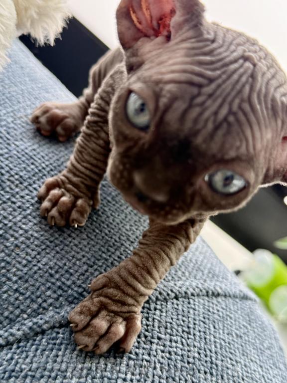 Black Sphynx Boy Purebred Kitten photo 2