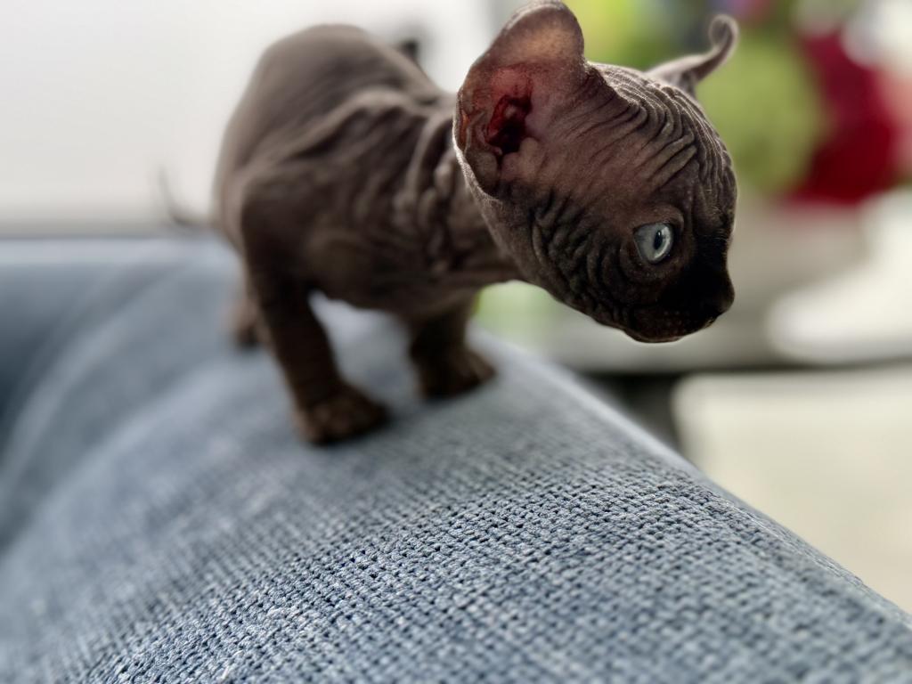 Black Sphynx Boy Purebred Kitten photo 5