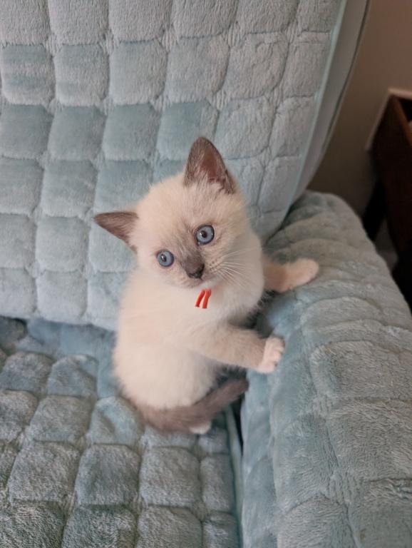 Orange Collar photo 6