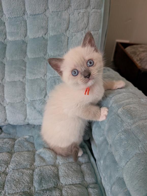 Orange Collar photo 1