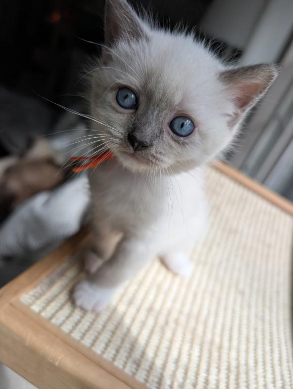 Orange Collar photo 10