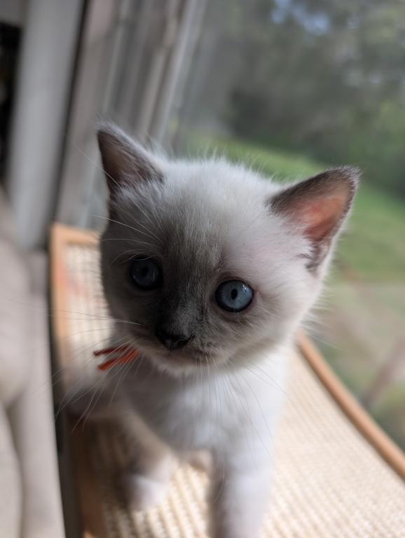 Orange Collar photo 8