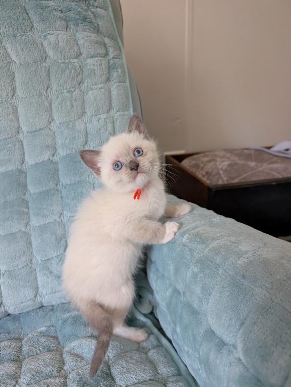 Orange Collar photo 2